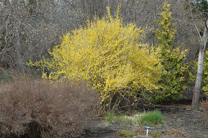 Northern Gold Forsythia in bloom