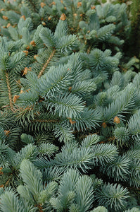 Lundeby's Dwarf Blue Spruce foliage