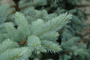 Bacheri Blue Spruce foliage