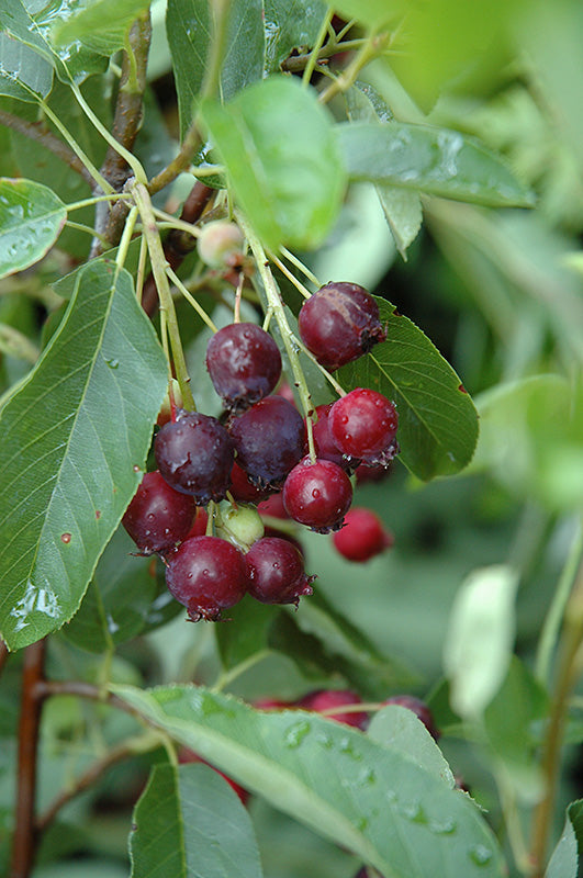 Regent Saskatoon fruit