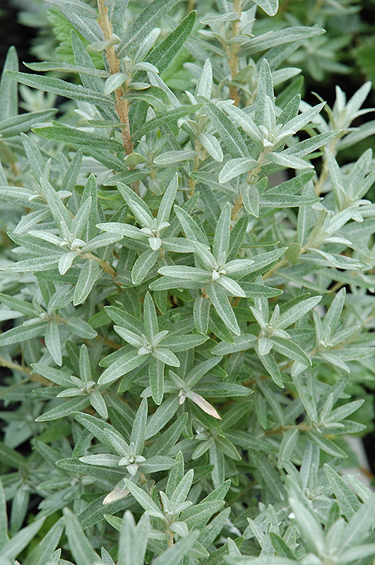 Hikul Dwarf Sea Buckthorn foliage