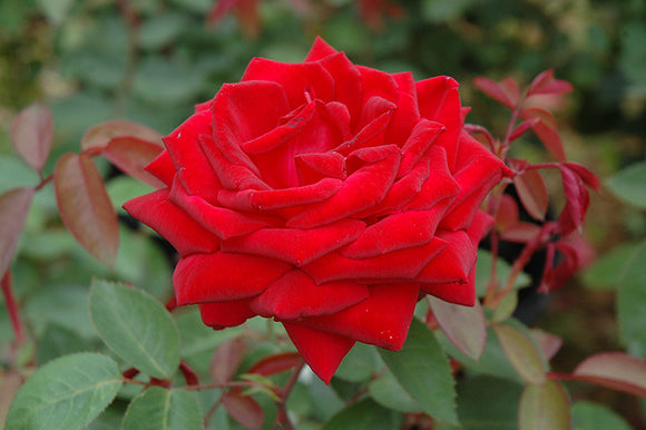 Kashmir Rose flowers