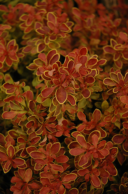 Admiration Japanese Barberry foliage