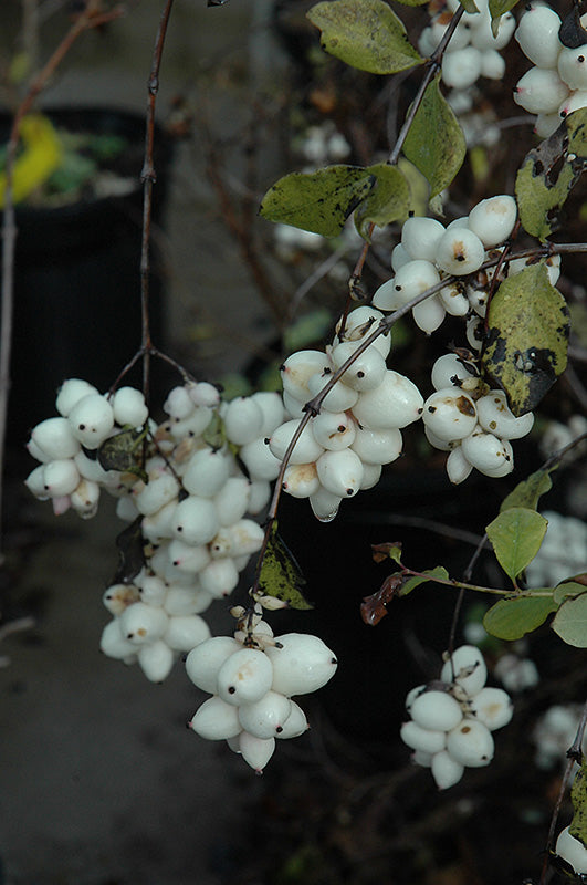 Snowberry fruit