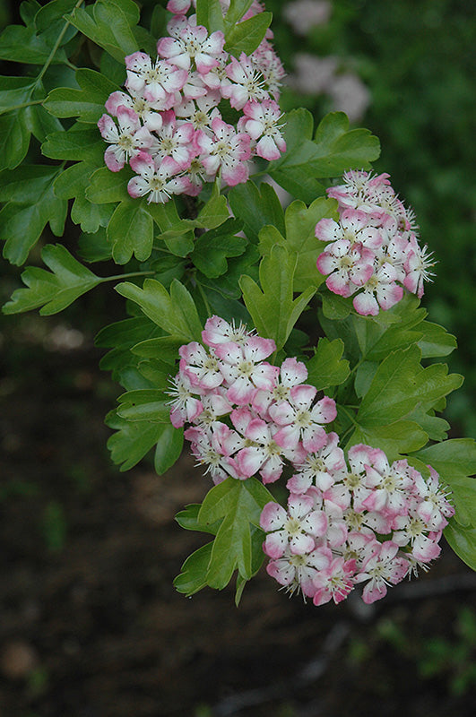 Paul's Scarlet English Hawthorn flowers