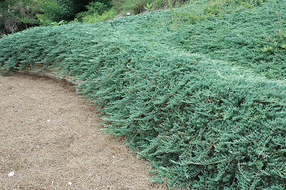 Bar Harbor Juniper