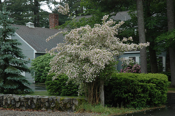 Pink Cloud Beautybush in bloom