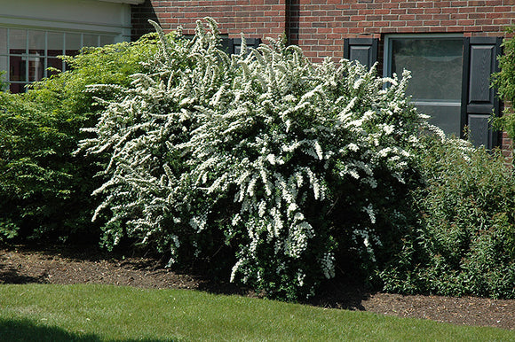 Renaissance Spirea in bloom