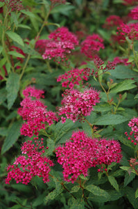 Neon Flash Spirea flowers