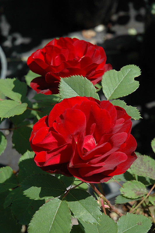 Hope for Humanity Rose flowers