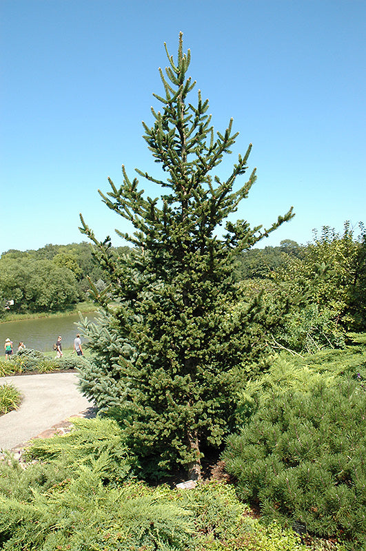 Hillside Upright Spruce