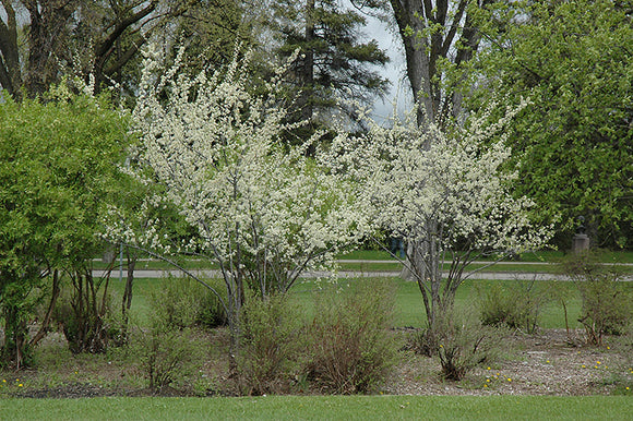 Pipestone Plum in bloom