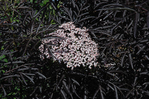 Black Lace&reg; Elder flowers