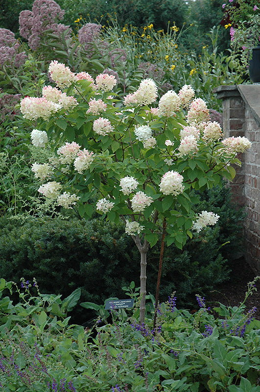 Limelight Hydrangea (tree form) in bloom