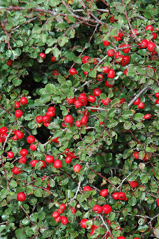 Cranberry Cotoneaster fruit