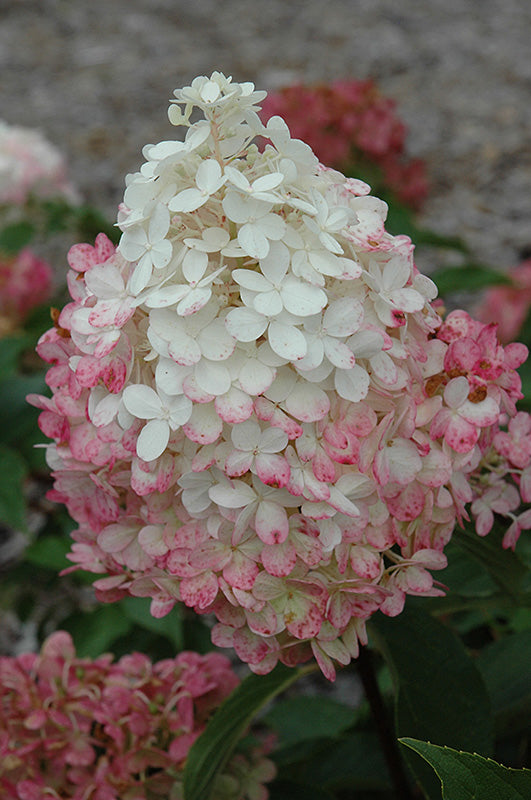 Vanilla Strawberry™ Hydrangea flowers