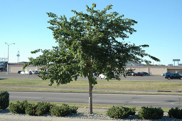 Prairie Expedition Elm