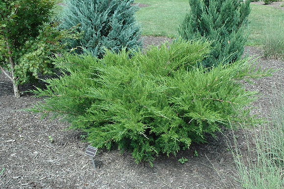 Sea Green Juniper