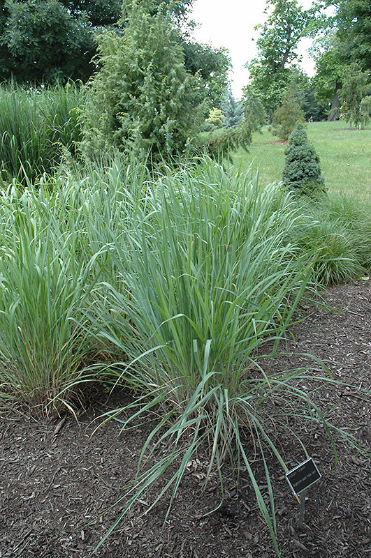 Indian Steel Indian Grass