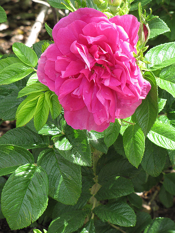 Hansa Rose flowers