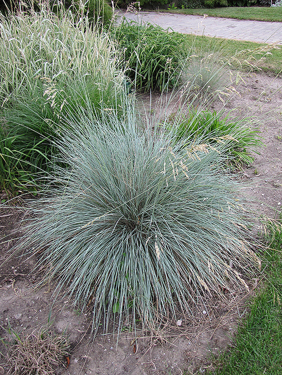 Blue Oat Grass in bloom