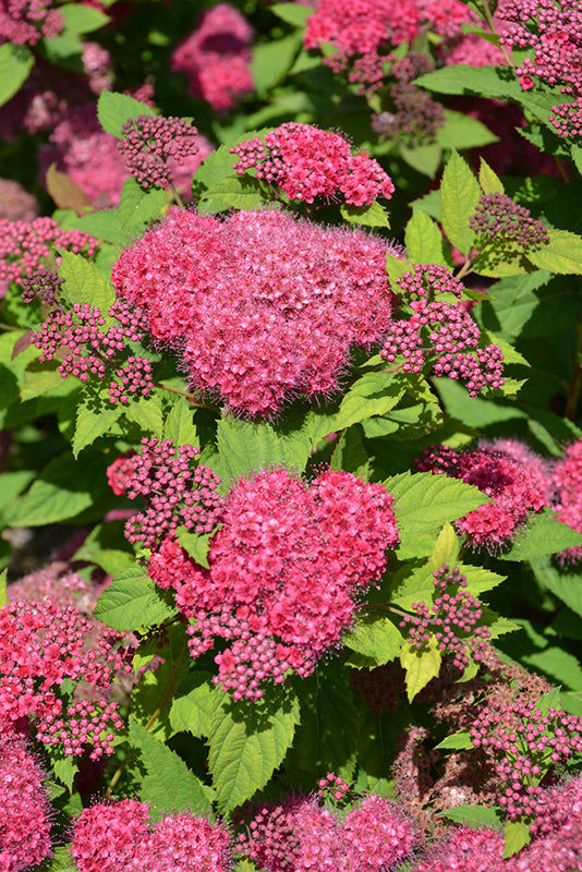 Double Play® Red Spirea flowers