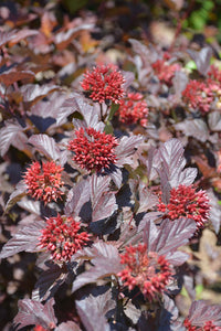 Ginger Wine&reg; Ninebark flower buds