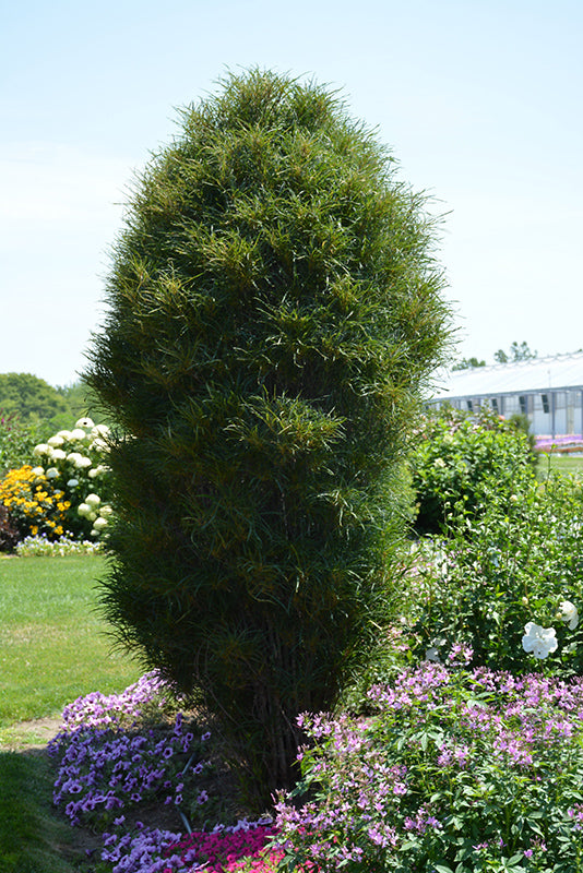 Fine Line® Fern Leaf Buckthorn