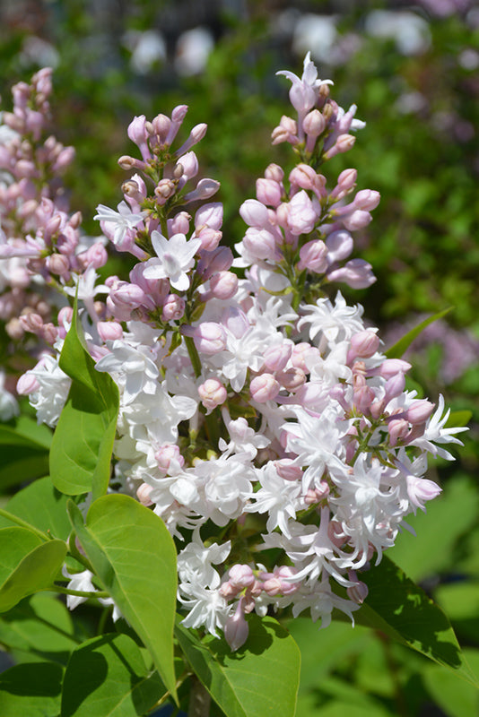 Beauty of Moscow Lilac flowers