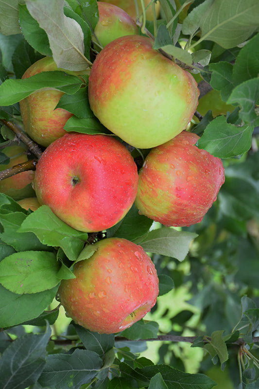 Honeycrisp Apple fruit