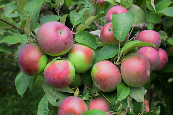 Macintosh Apple fruit