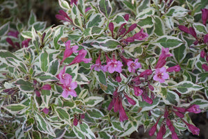 My Monet&reg; Weigela flowers