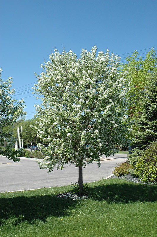 Spring Snow Flowering Crab in bloom