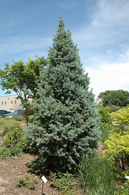 Upright Colorado Spruce