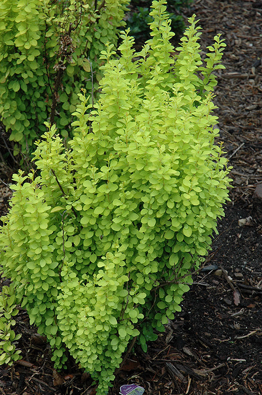 Sunjoy Gold Pillar® Japanese Barberry