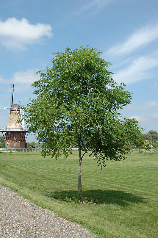 Kentucky Coffeetree