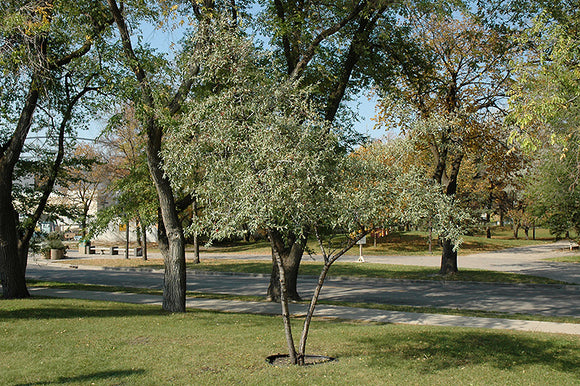 Silver Buffaloberry