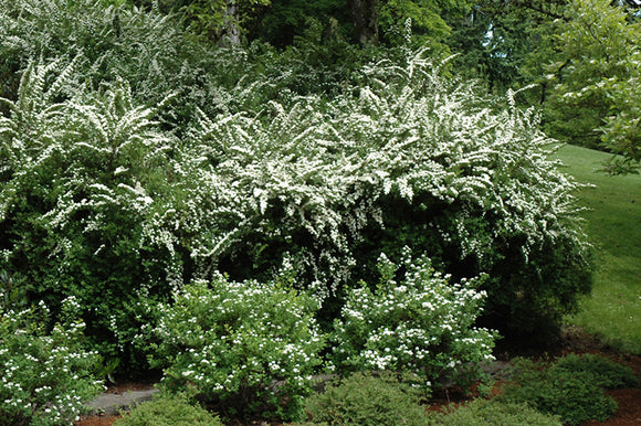 Snowmound Spirea in bloom