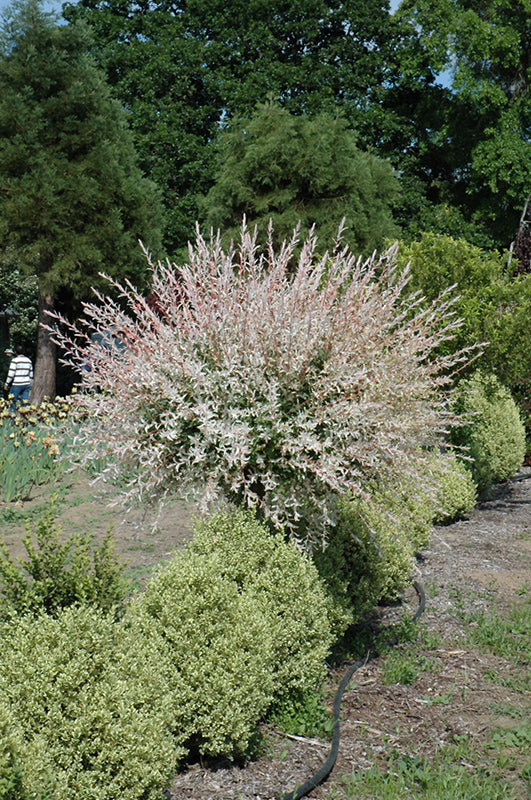 Tricolor Willow (tree form) in spring