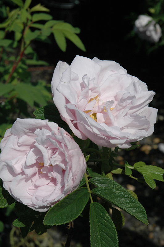 Snow Pavement Rose flowers