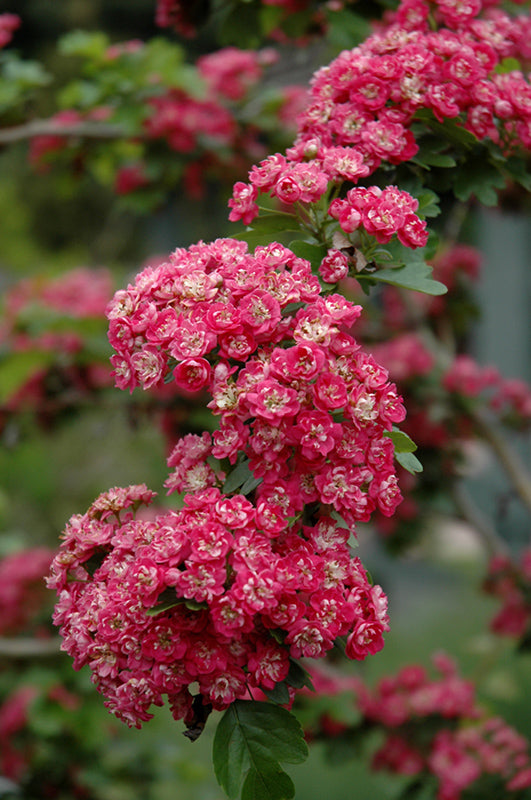 Toba Hawthorn flowers