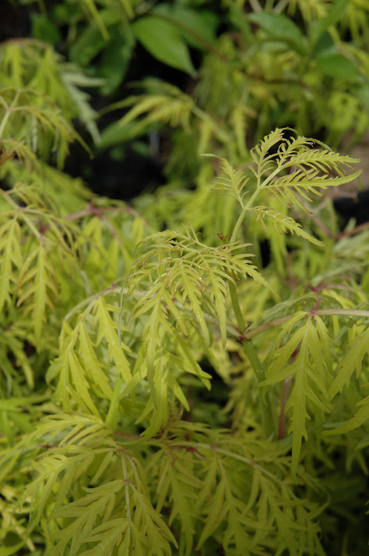 Lemony Lace® Elder foliage