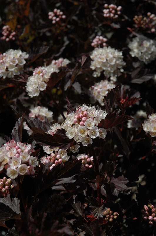 Tiny Wine® Ninebark flowers