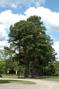 Austrian Pine