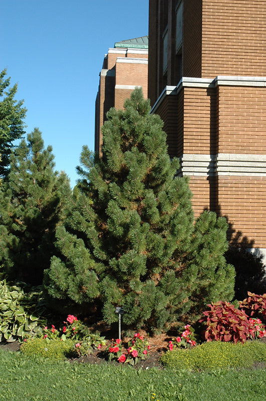 Tannenbaum Mugo Pine