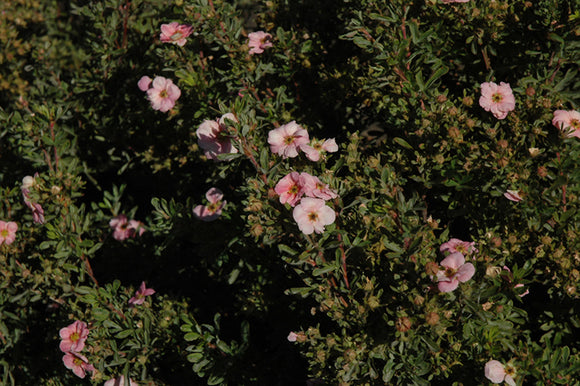 Happy Face® Pink Paradise Potentilla flowers