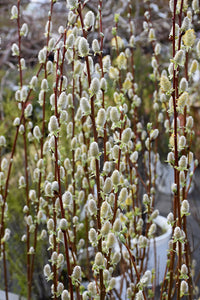 Pussy Willow flowers