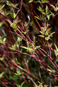 Bailey's Red Twig Dogwood stems