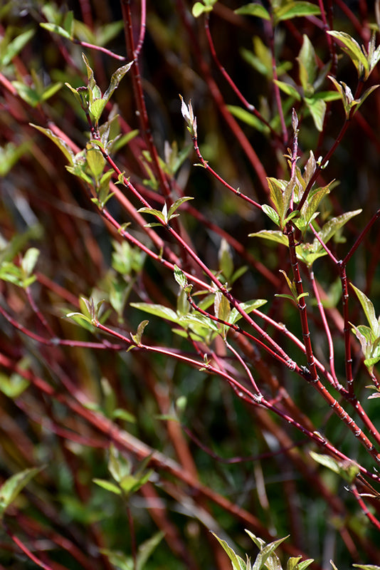 Bailey's Red Twig Dogwood stems