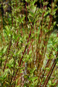 Arctic Fire&reg; Red Twig Dogwood stems